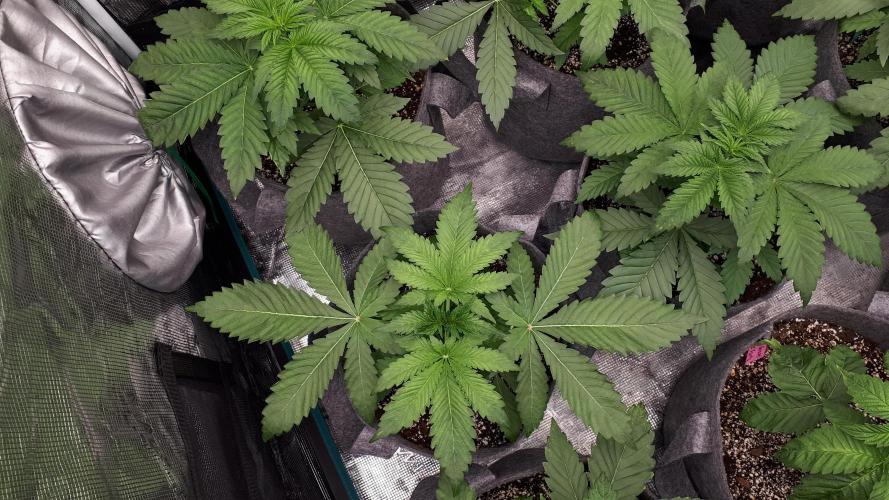 KANNABIA SEEDS = APPLE AND BANANAS. Week 4