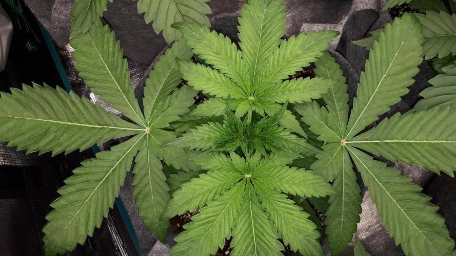 KANNABIA SEEDS = APPLE AND BANANAS. Week 4