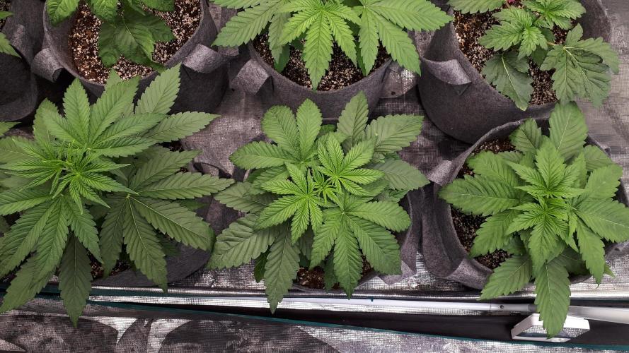 ORIGINAL SENSIBLE = PAPAYA STANK. Week 4