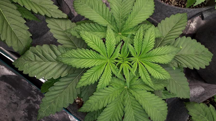 ORIGINAL SENSIBLE = PAPAYA STANK. Week 4