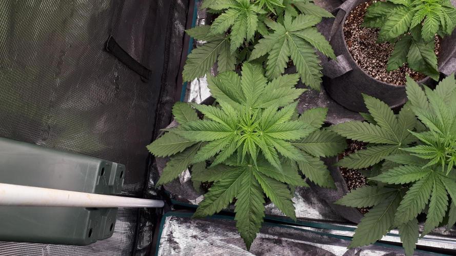 ORIGINAL SENSIBLE = BANANA FUMES. Week 4