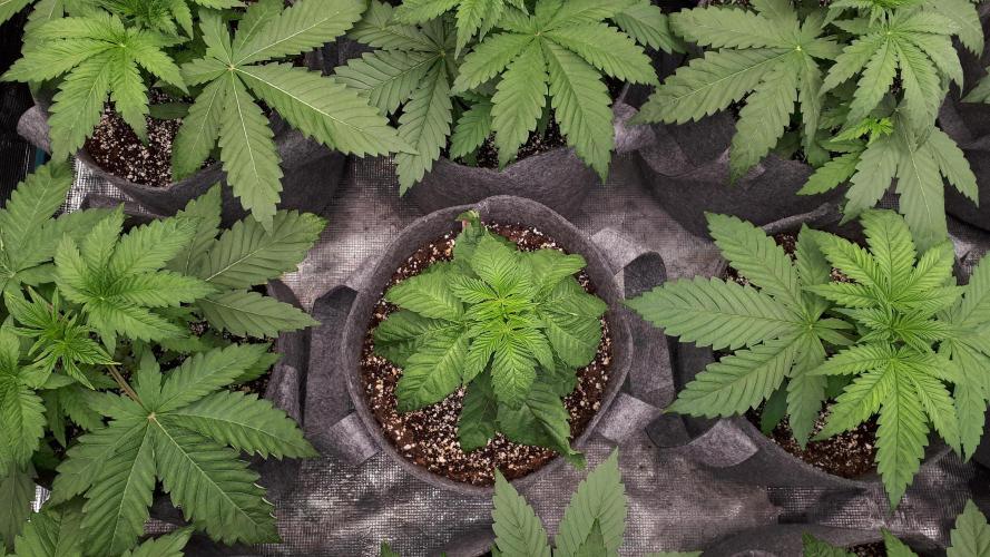 ILGM = GRAPE FANTA. Week 4