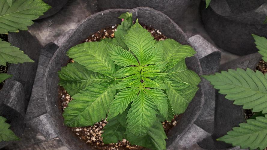 ILGM = GRAPE FANTA. Week 4