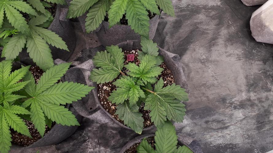ILGM = TANGIE QUEEN. Week 4