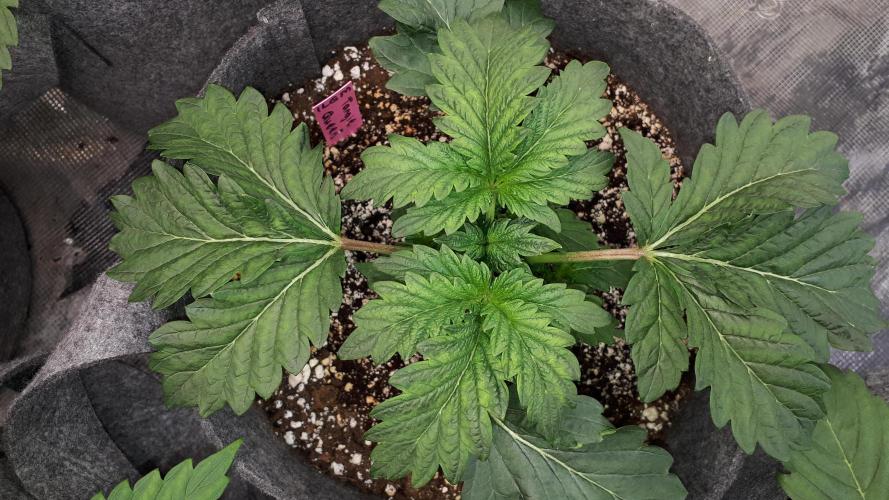 ILGM = TANGIE QUEEN. Week 4