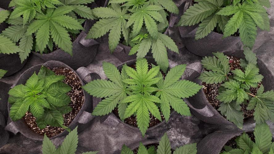 SUPERNATURAL SEEDS = GRAPE GASOLINE. Week 4