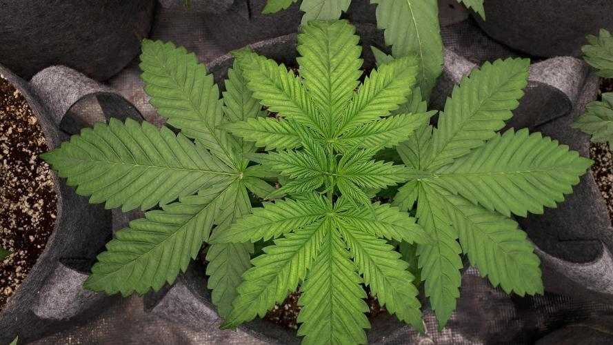 SUPERNATURAL SEEDS = GRAPE GASOLINE. Week 4