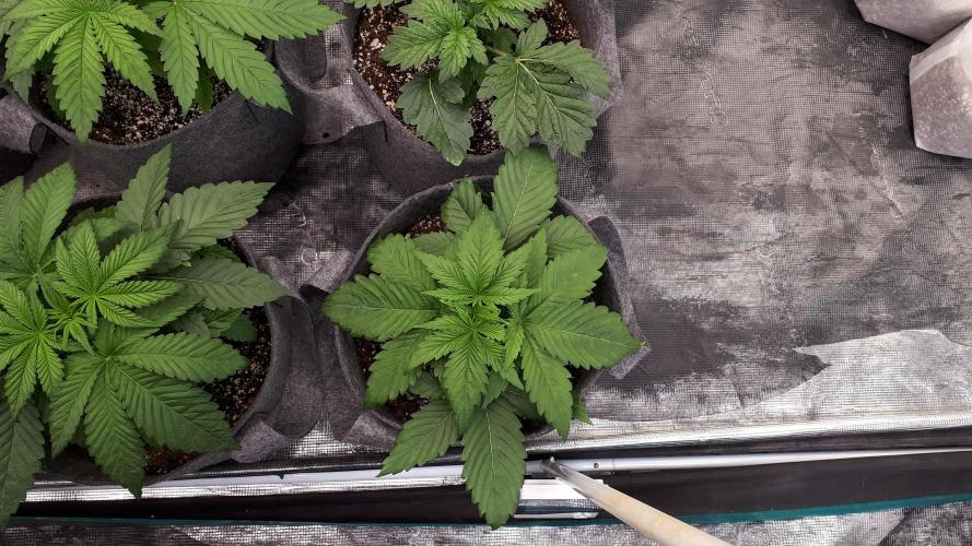 SUPERNATURAL SEEDS = APPLE MAC. Week 4