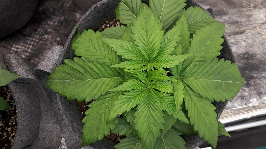 SUPERNATURAL SEEDS = APPLE MAC. Week 4