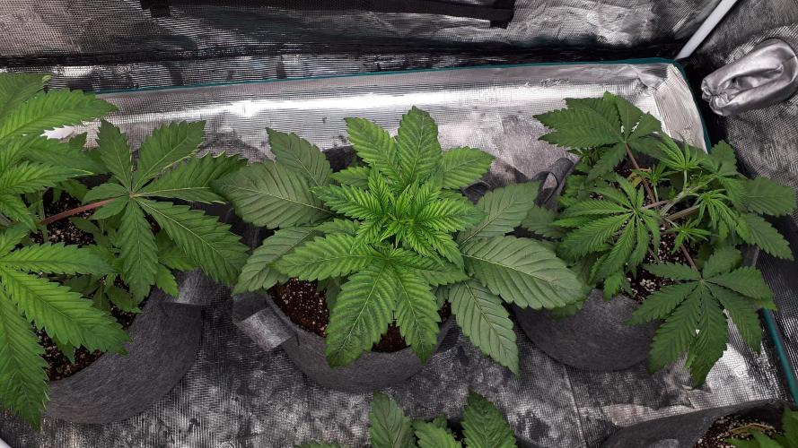 IZI SEEDS = GRANDPA ZOMBIE. Week 4