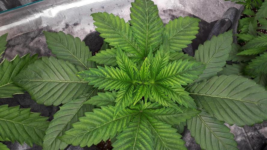 IZI SEEDS = GRANDPA ZOMBIE. Week 4