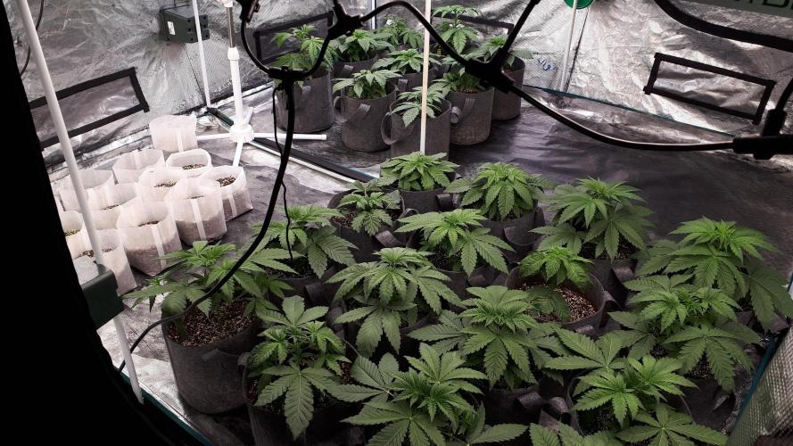 IZI SEEDS = GRANDPA ZOMBIE. Week 4