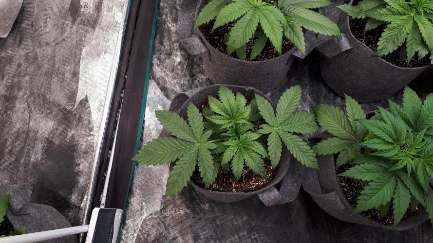 UKHTA SEEDS = CANDY HOUSE. Week 4