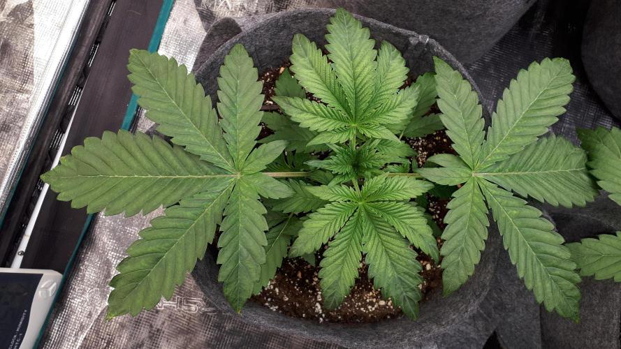UKHTA SEEDS = CANDY HOUSE. Week 4