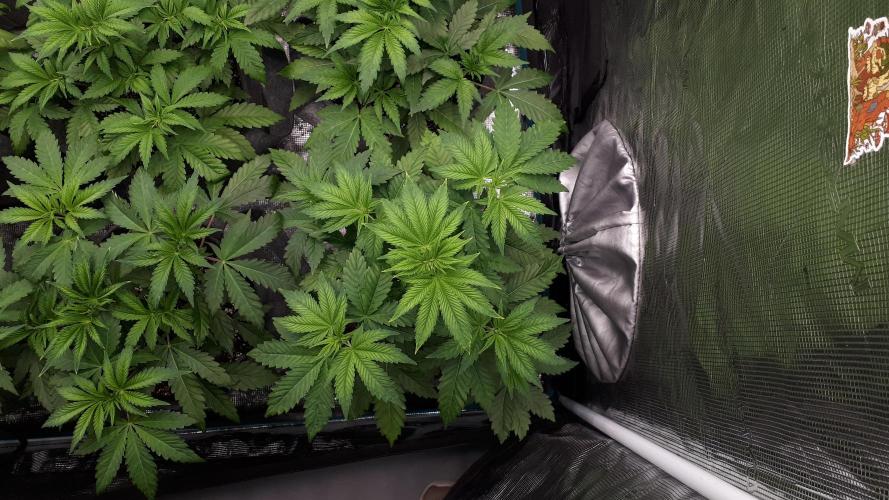 420 FASTBUDS = PAPAYTON. Week 5
