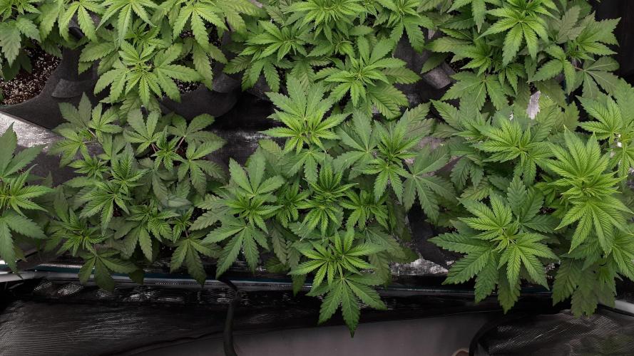 420 FASTBUDS = LEMON CHERRY RUNTZ. Week 5