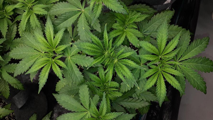 420 FASTBUDS = LEMON CHERRY RUNTZ. Week 5