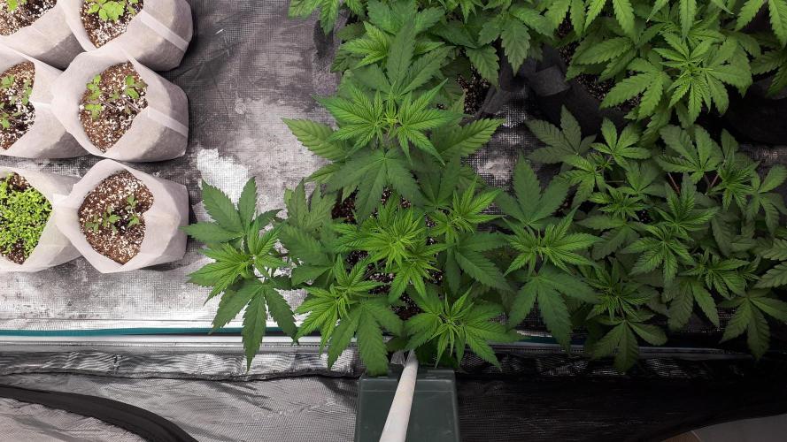 420 FASTBUDS = TROPICANA COOKIES FF. Week 5