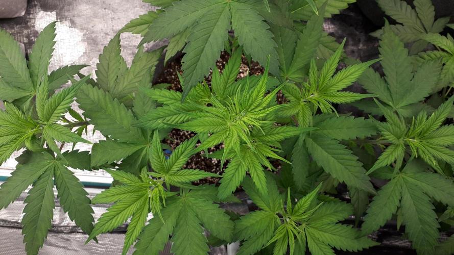 420 FASTBUDS = TROPICANA COOKIES FF. Week 5