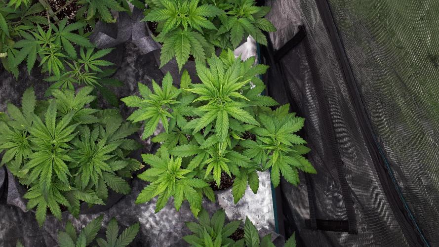 MSNL SEEDS = CARBON FIBER. Week 5