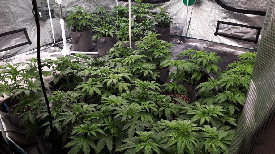 MSNL SEEDS = CARBON FIBER. Week 5