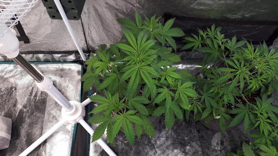 MSNL SEEDS = GORILLA ZKITTLES. Week 5