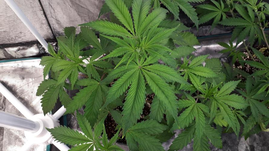 MSNL SEEDS = GORILLA ZKITTLES. Week 5