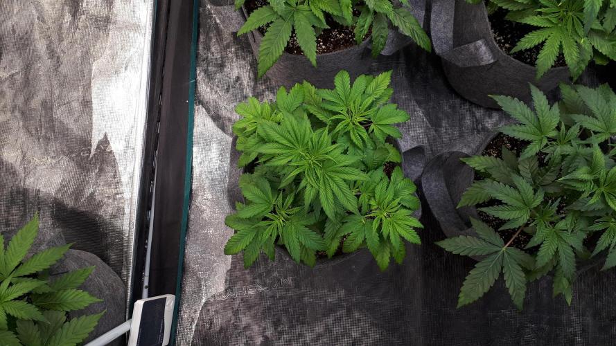 MSNL SEEDS = GRAPE GLACIER. Week 5