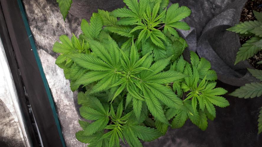 MSNL SEEDS = GRAPE GLACIER. Week 5