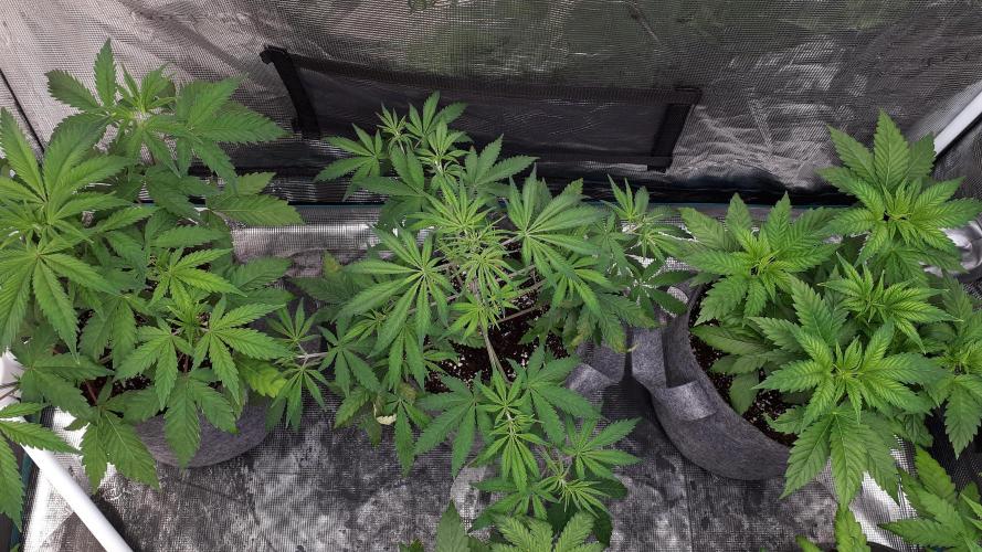 MSNL SEEDS = MIMOSA. Week 5