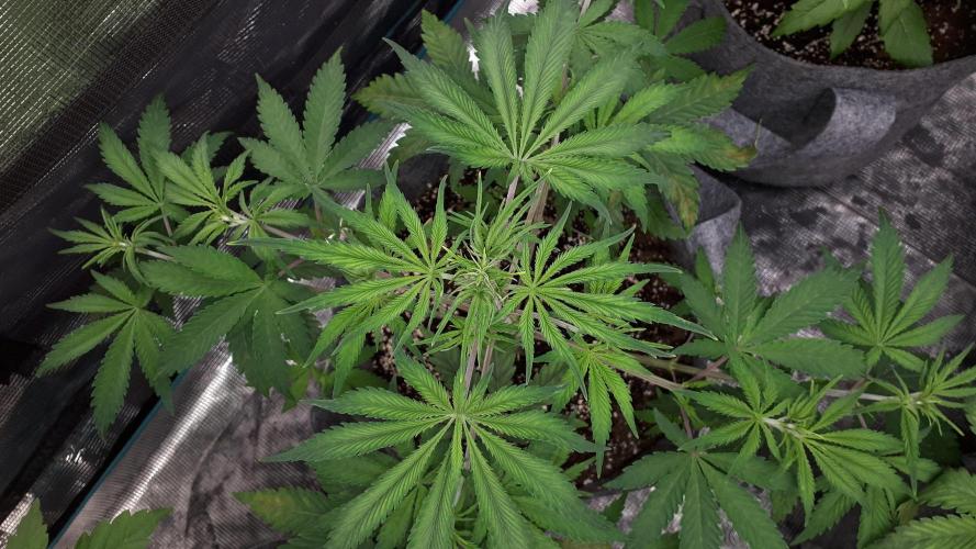 MSNL SEEDS = MIMOSA. Week 5