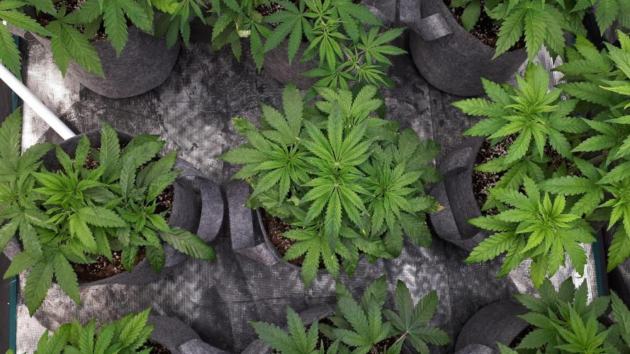MSNL SEEDS = SKYWALKER OG. Week 5
