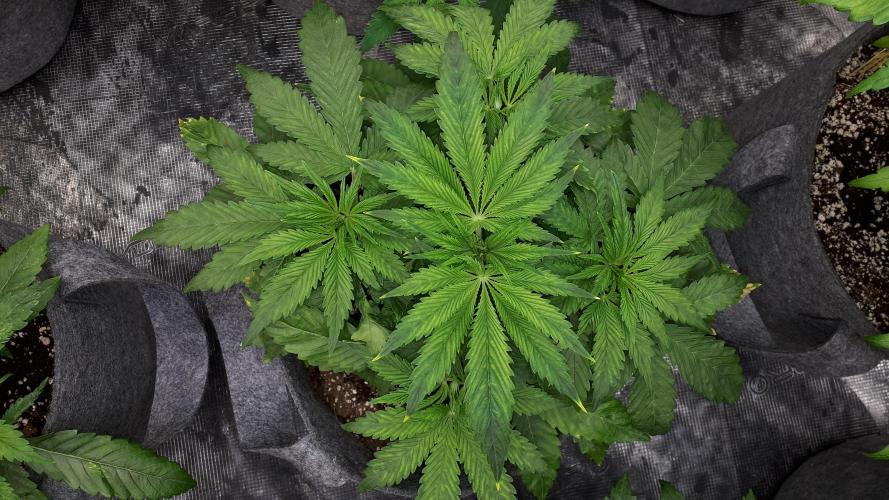 MSNL SEEDS = SKYWALKER OG. Week 5