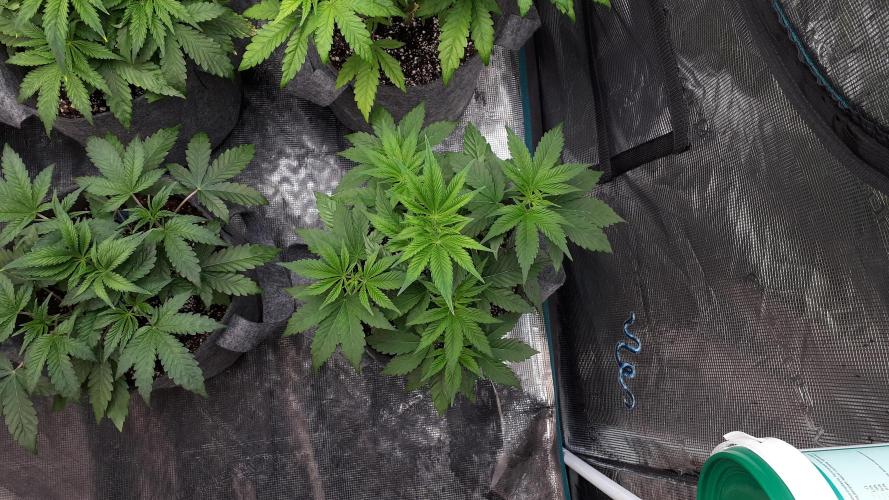 MSNL SEEDS = WHITE TRUFFLE. Week 5
