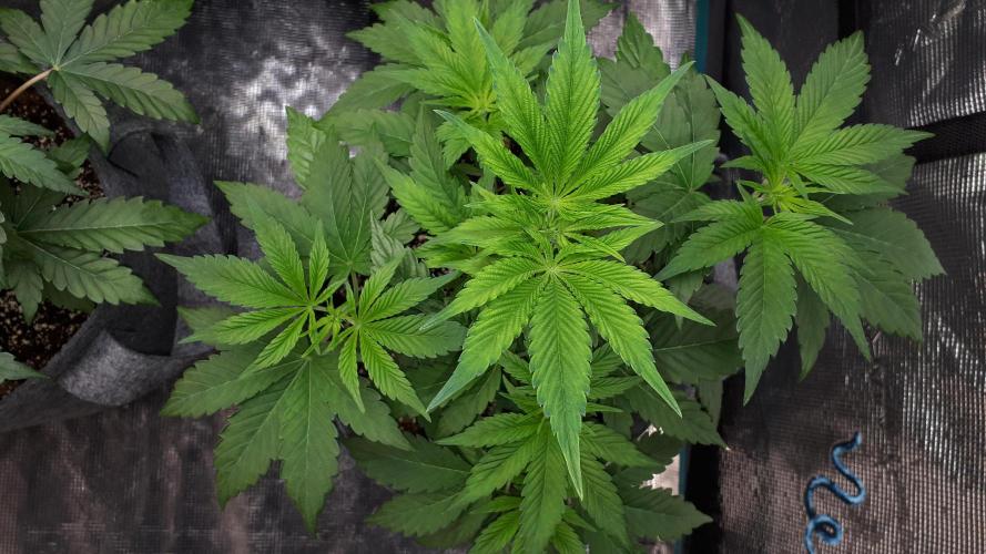 MSNL SEEDS = WHITE TRUFFLE. Week 5