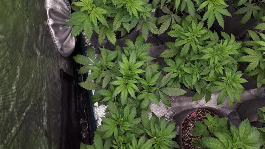 KANNABIA SEEDS = APPLE AND BANANAS. Week 5