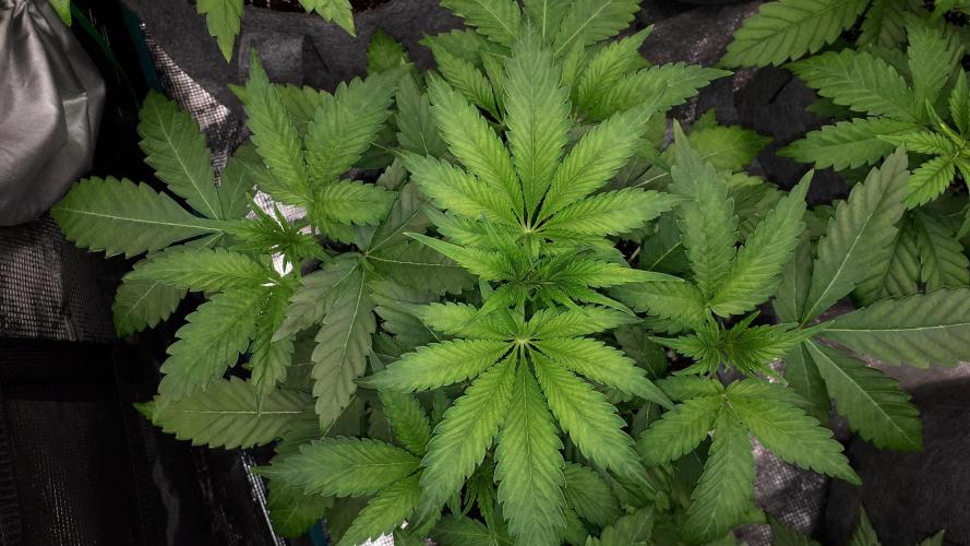 KANNABIA SEEDS = APPLE AND BANANAS. Week 5