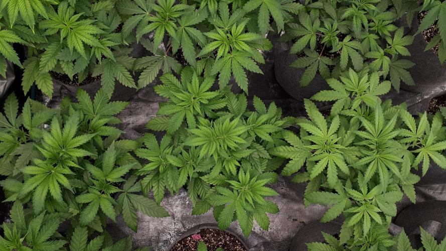 KANNABIA SEEDS = HELLFIRE OG. Week 5
