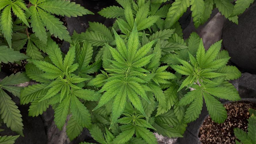 KANNABIA SEEDS = HELLFIRE OG. Week 5