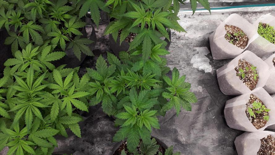 KANNABIA SEEDS = PINK GELATO. Week 5