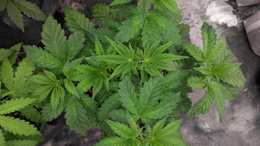 KANNABIA SEEDS = PINK GELATO. Week 5