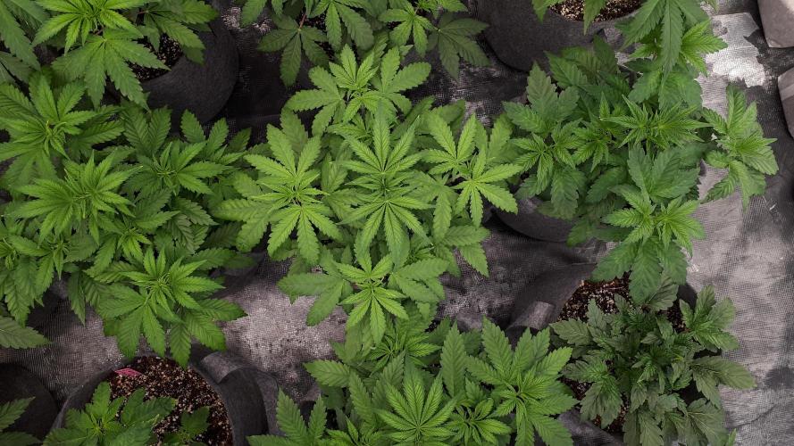 KANNABIA SEEDS = ZOAP ROSE. Week 5