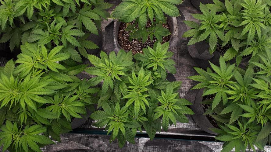 ORIGINAL SENSIBLE = PAPAYA STANK. Week 5