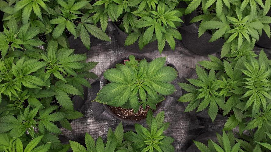 ILGM = GRAPE FANTA. Week 5