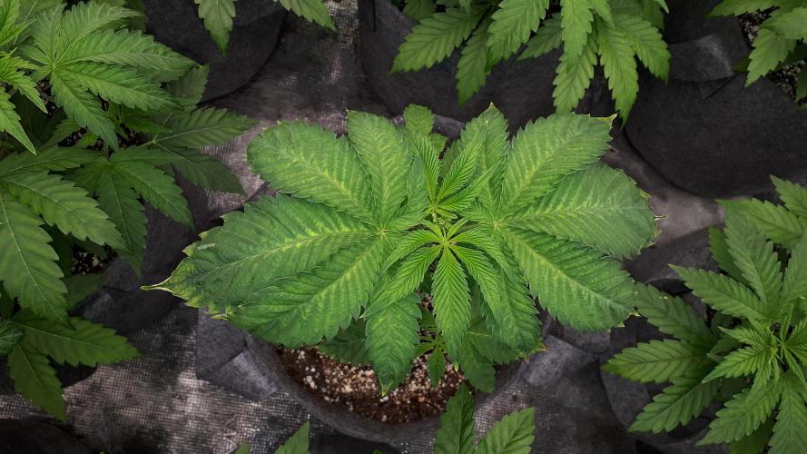 ILGM = GRAPE FANTA. Week 5