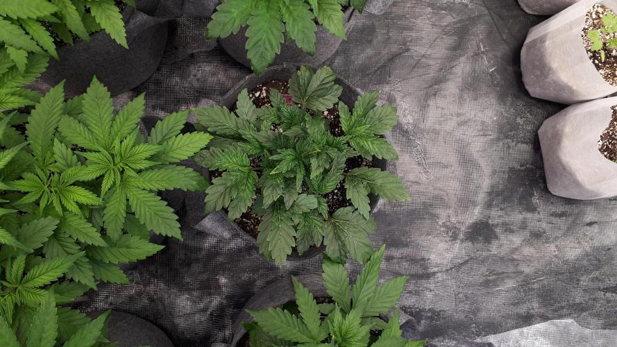 ILGM = TANGIE QUEEN. Week 5