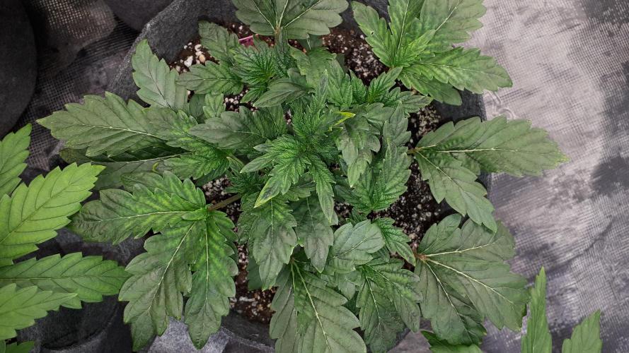 ILGM = TANGIE QUEEN. Week 5