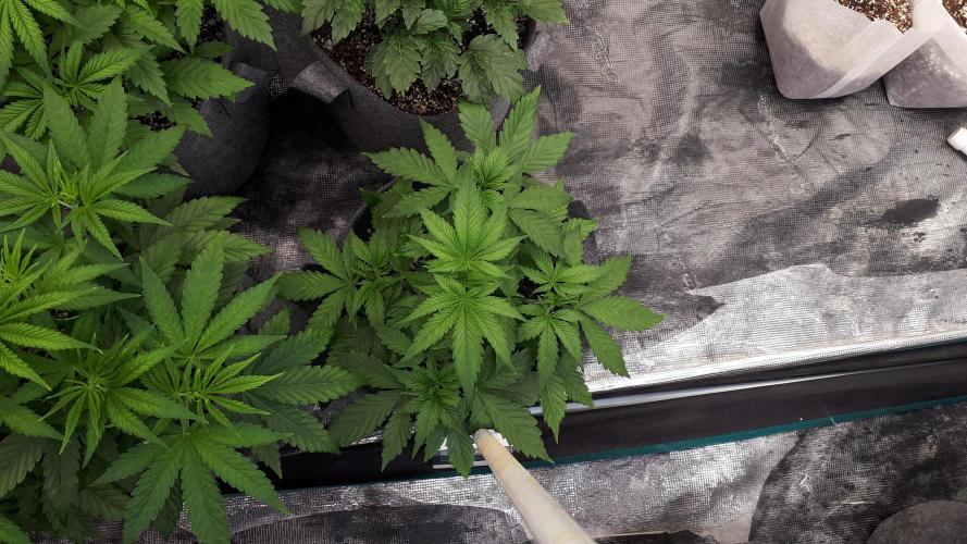 SUPERNATURAL SEEDS = APPLE MAC. Week 5