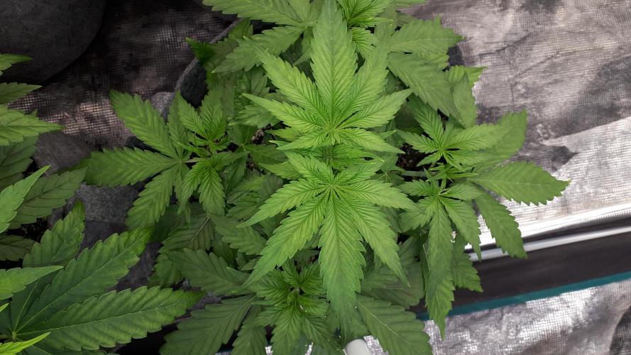 SUPERNATURAL SEEDS = APPLE MAC. Week 5