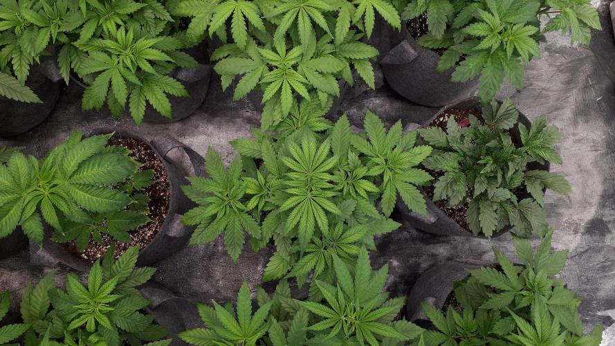 SUPERNATURAL SEEDS = GRAPE GASOLINE. Week 5